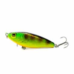 Gator Twitch Orange Belly Perch