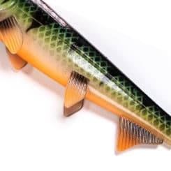 Hostagevalley Shad Firetiger Seitenansicht