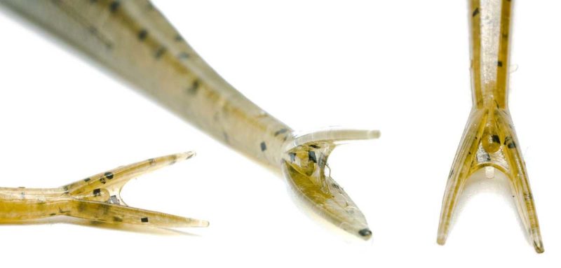 Leaftail SLT Minnow