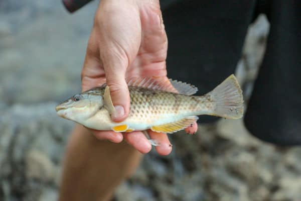 Meeresangeln in Neuseeland