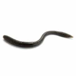 Noike Smile Worm Shade Brown