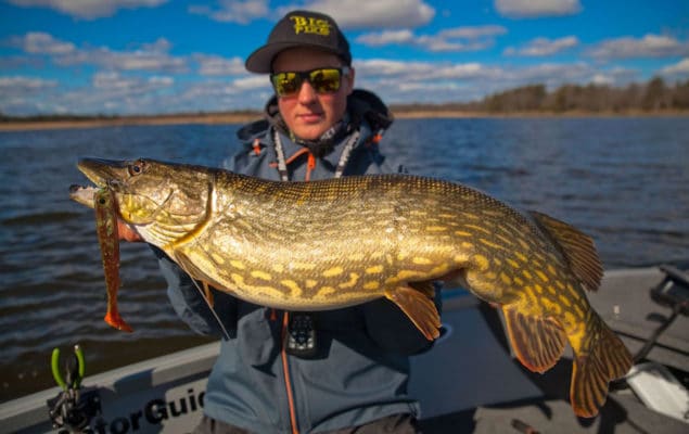 Hecht gefangen mit dem Flatnose Shad in 19cm Motorpike