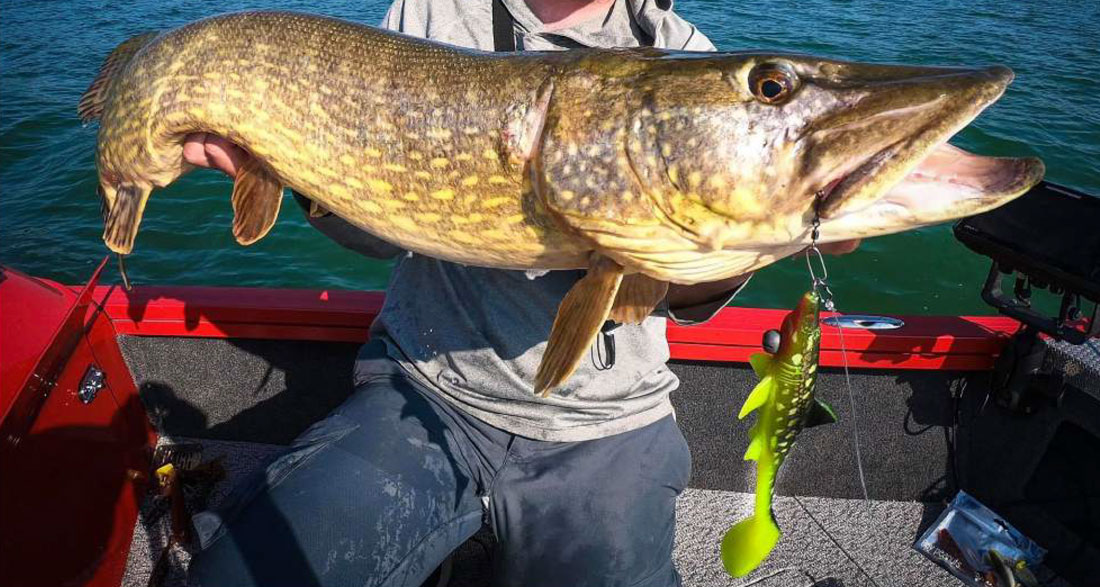 Hecht gefangen mit Shark Shad